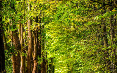 Et si vous expérimentiez une séance de coaching en marchant ?  La nature fait du bien à votre cerveau.